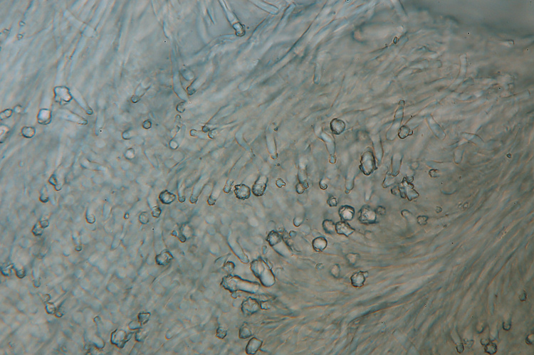Altra crosta da determinare-foto 0927 (Trichaptum abietinum)
